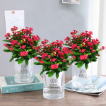 庭院日本海棠花苗 大紅花的盆栽魅力與養(yǎng)護要點