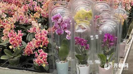 “花骨朵”成長為“大產業” 青州年花卉交易額過百億