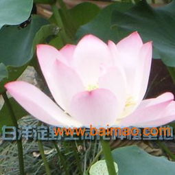 河北荷花苗優(yōu)惠出售——品質(zhì)優(yōu)良，價(jià)格親民